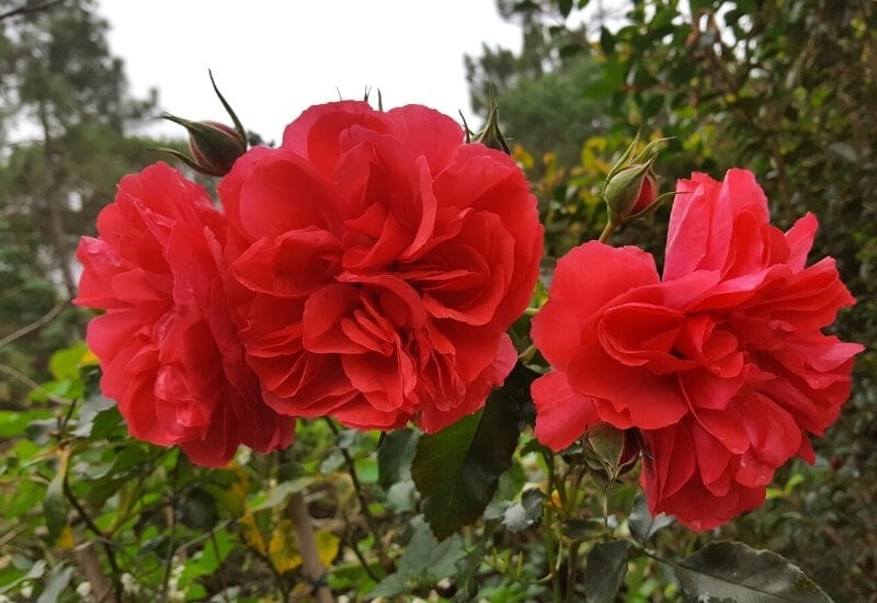 Rosa EUROPEANA (floribunda rose)