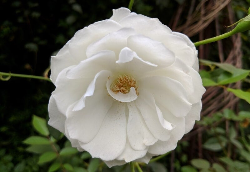 Rosa 'Korbin' ICEBERG (floribunda rose)