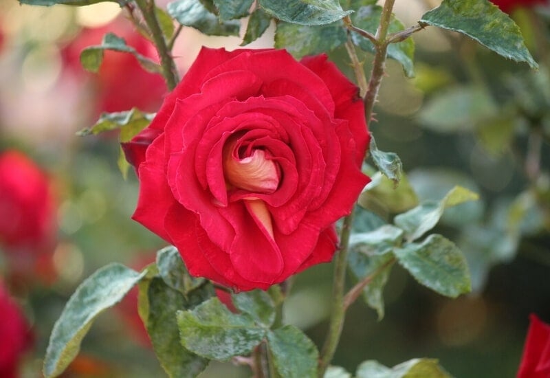 Rosa MISTER LINCOLN(hybrid tea rose)