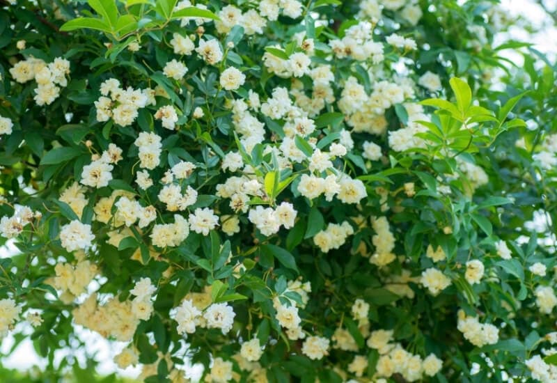 Rosa 'Meicoublan' WHITE MEIDILAND (groundcover rose)