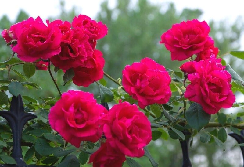 Rosa 'Noare' RED FLOWER CARPET (groundcover rose)