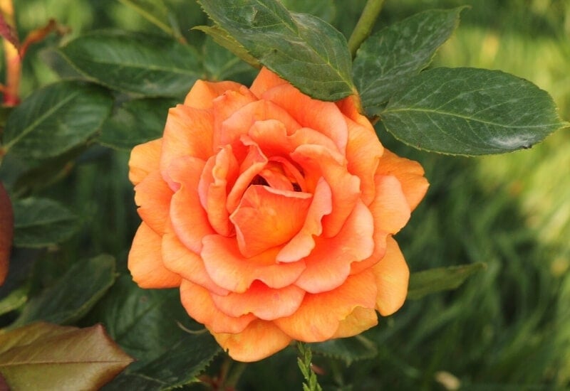 Rosa 'Peace' (hybrid tea rose)