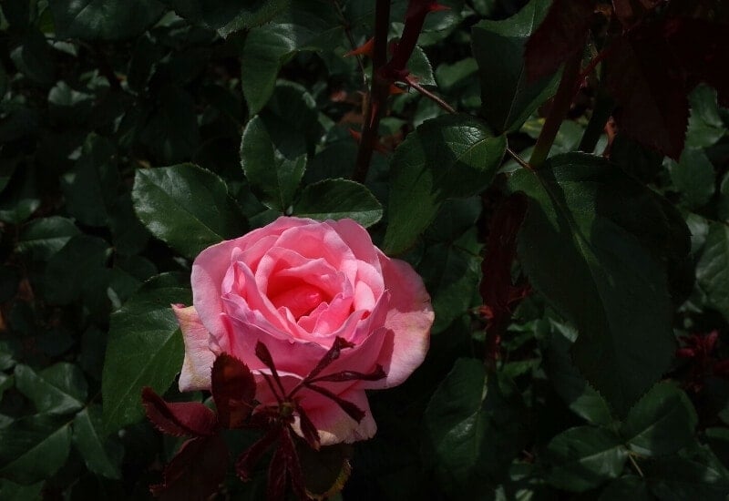 Rosa QUEEN ELIZABETH (grandiflora rose)