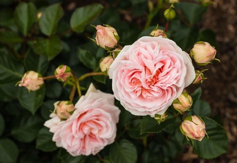 Rosa 'The Fairy' (polyantha rose)