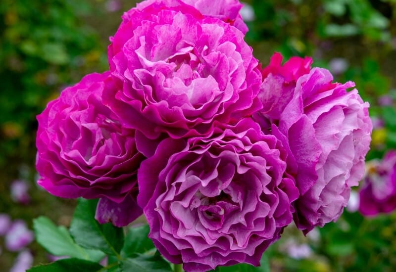 Rosa 'Wekisoblip' WILD BLUE YONDER (grandiflora rose)