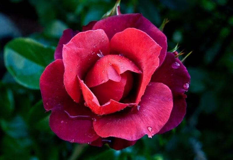 Rosa 'Wekpaltlez' HOT COCOA (floribunda rose)