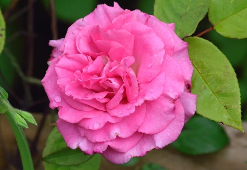 Rosa 'ZéphirineDrouhin' (climbing rose)