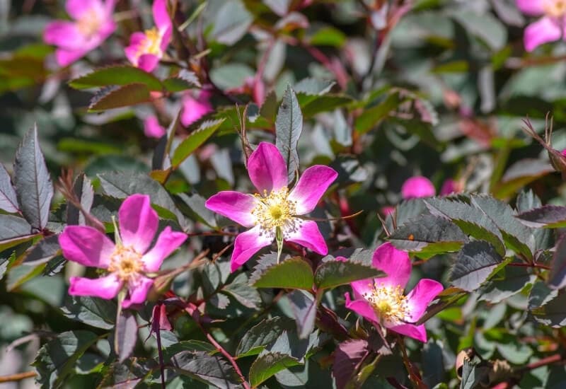 Rosa glauca (shrub rose)