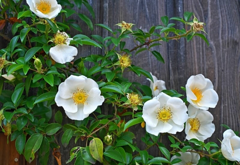 Rosa laevigata (Cherokee rose)