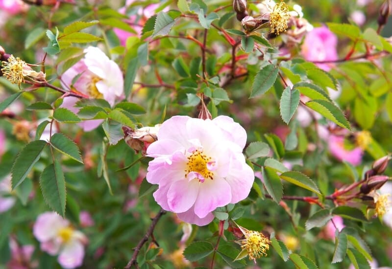 Rosa palustris (swamp rose)
