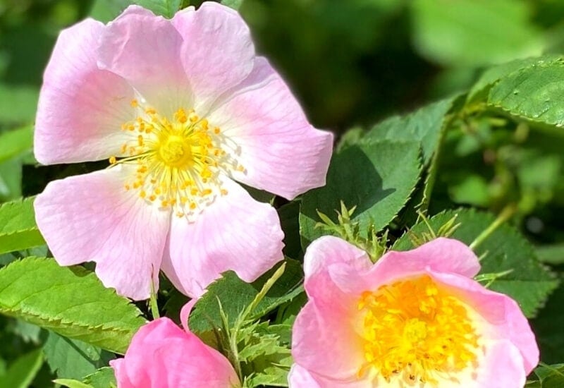 Rosa rubiginosa (sweet briar rose) (1)