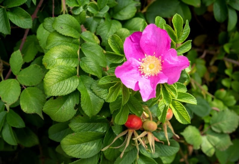 Rosa rugosa(rugosa rose) (1)