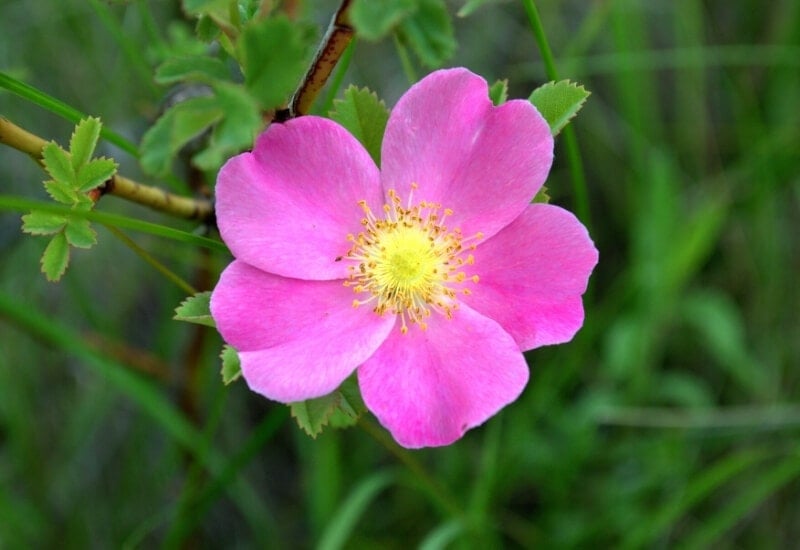 Rosa setigera (prairie rose)