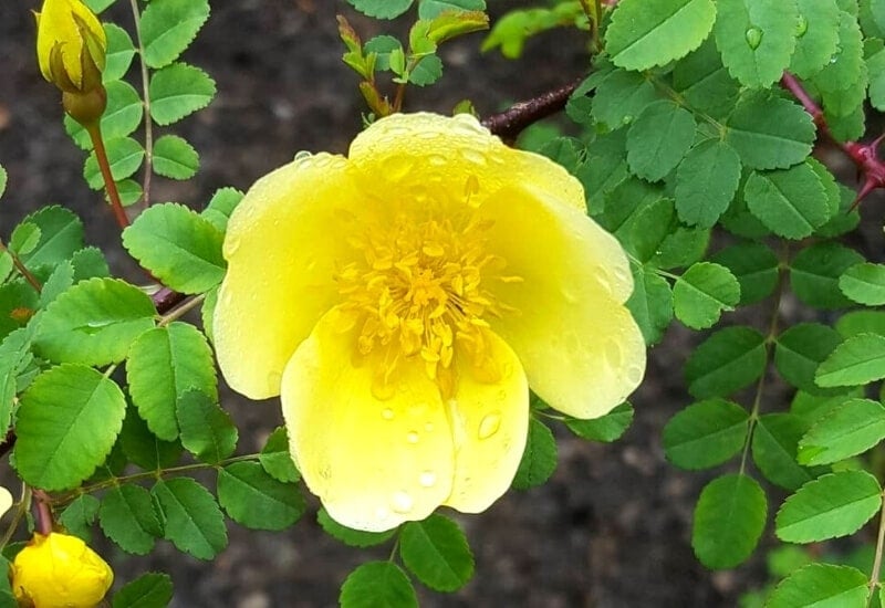 Rosa xanthina (Manchu rose)