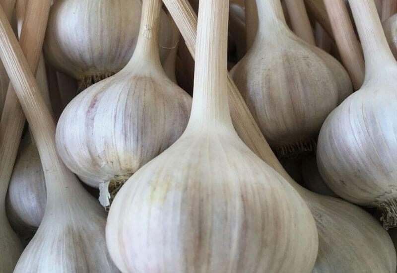 Silverskin Garlic