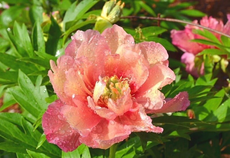 10.	‘Singing in the Rain’ Peony (Paeonia ‘Singing in the Rain’)