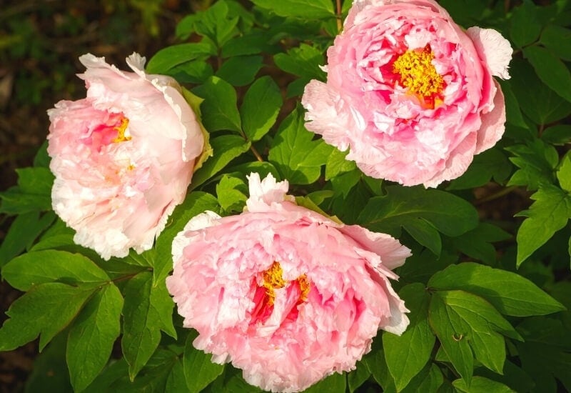 7.	‘Souvenir de Maxime Cornu’ Peony (Paeonia x lemoinei ‘Souvenir de Maxime Cornu’)