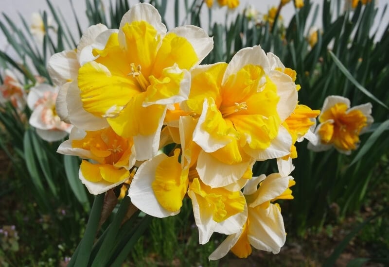12.	Split Corona Daffodils