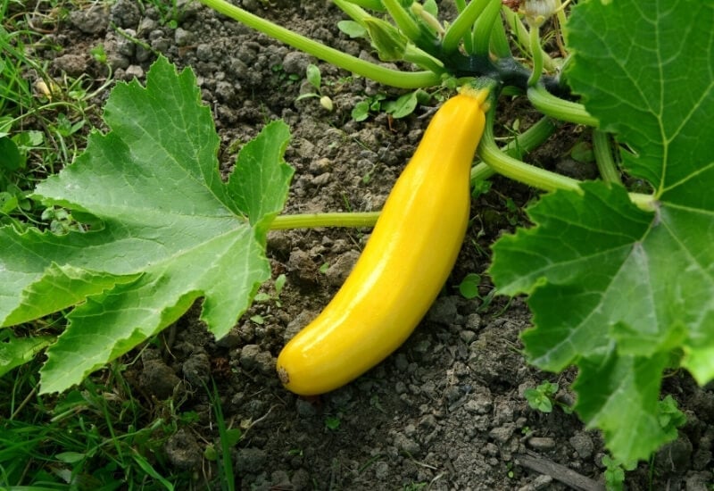 Types Of Squash 23 Best Squash Varieties To Grow in Gardens