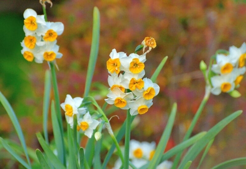 11.	Tazetta Daffodils