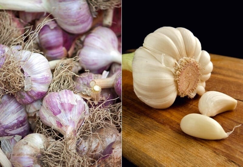 The Two Types of Garlic 