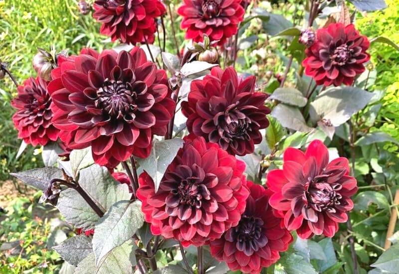 2.Waterlily Dahlia ‘Karma Chock’ (Dahlia ‘Karma Choc’) 