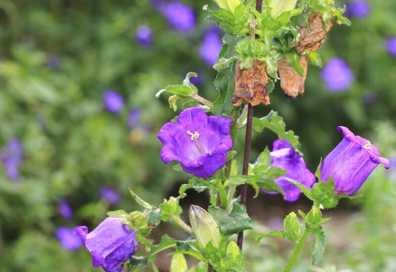 ⦁	&lsquo;Jelly Bells&rsquo; Bellflower (panula x pulloides &lsquo;Jelly Bells&rsquo;)
