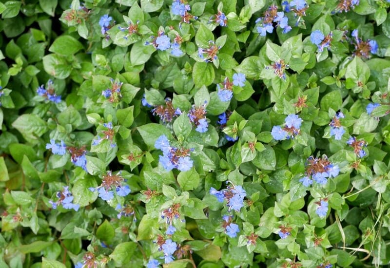 ⦁	Blue Star Creeper (Isotoma fluviatilis)