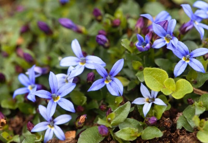 ⦁	Blue Leadwood (Ceratostigma plumbaginoides)