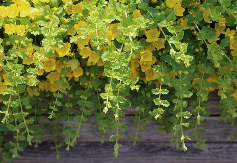 ⦁	Creeping Jenny (Lysimachia nummularia)