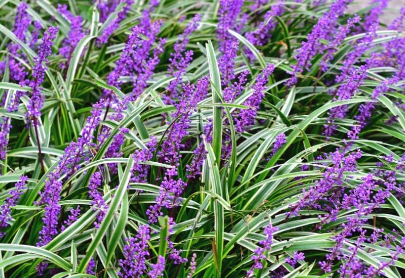 ⦁	Creeping Lilyturf (Liriope spicata)