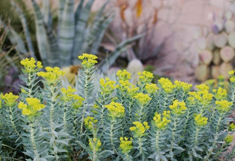 ⦁	Gopher Plant (Euphorbia rigida)
