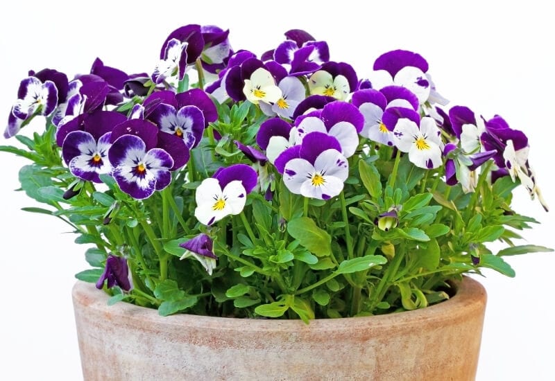 ⦁	Horned Violet (Viola Cornuta)