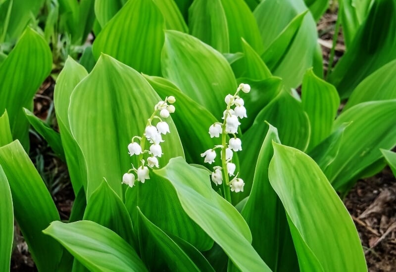 ⦁	Lily of the Valley (Convallaria majalis)