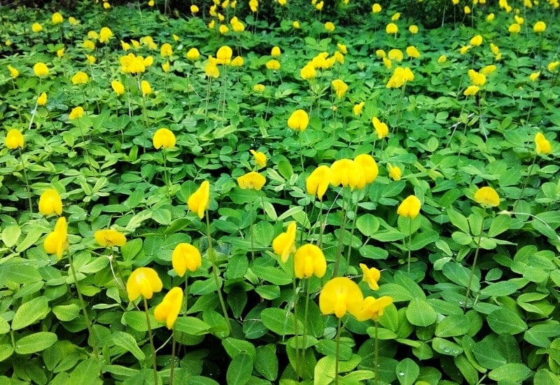 ⦁	Perennial Peanut (Arachis glabrata)