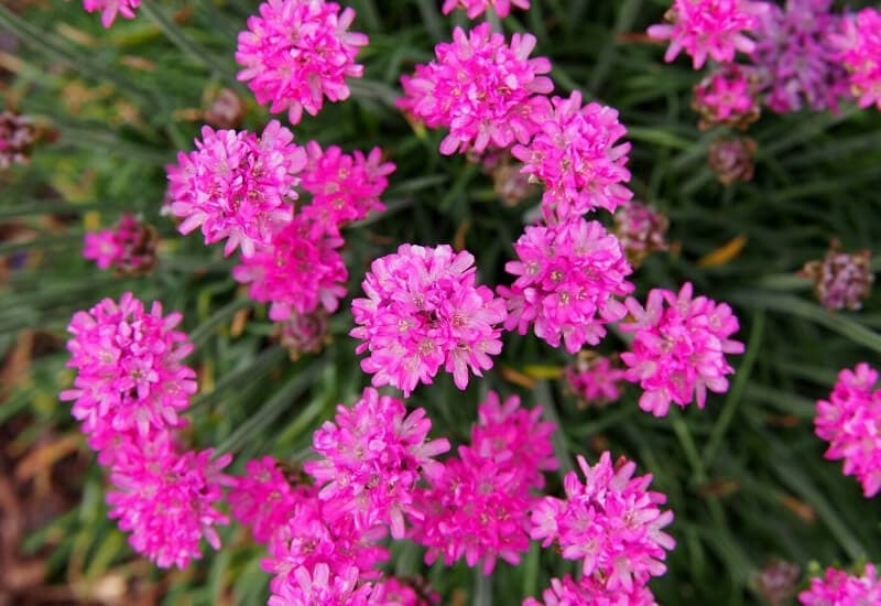 ⦁	Sea Pink (Armeria maritima)