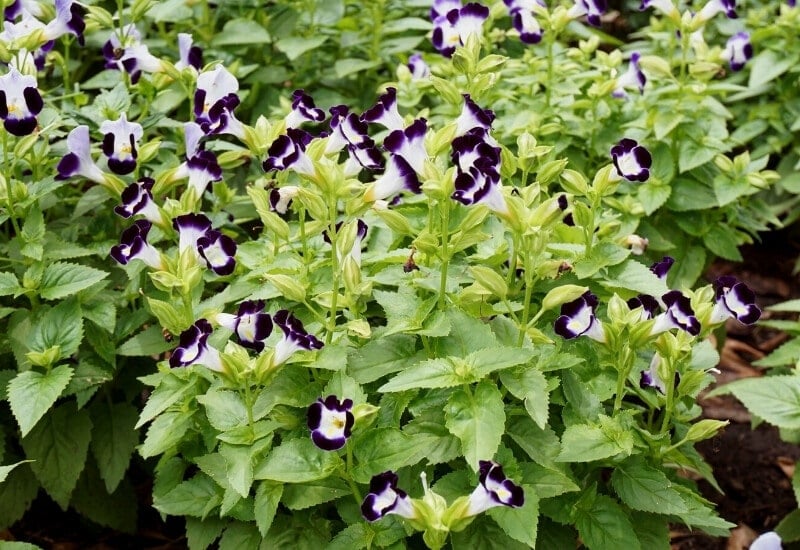 ⦁	Wishbone Flower (Torenia fournieri)