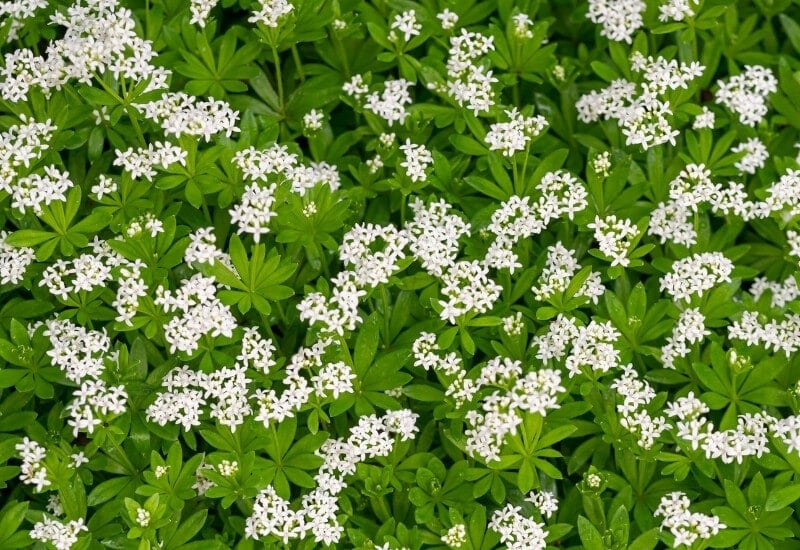 ⦁	Woodruff (Galium odoratum)