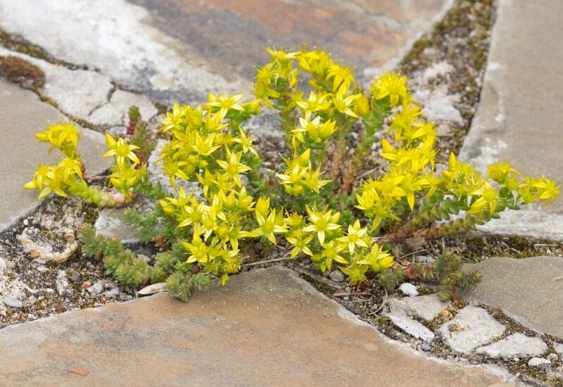 ⦁	Yellow Stonecrop (Sedum nuttallinaum)