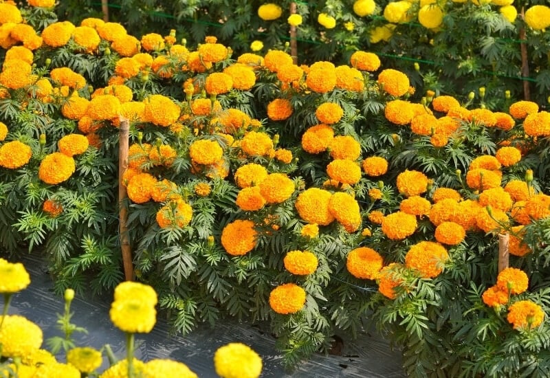4 Tips for Growing Marigolds in a Vegetable Garden