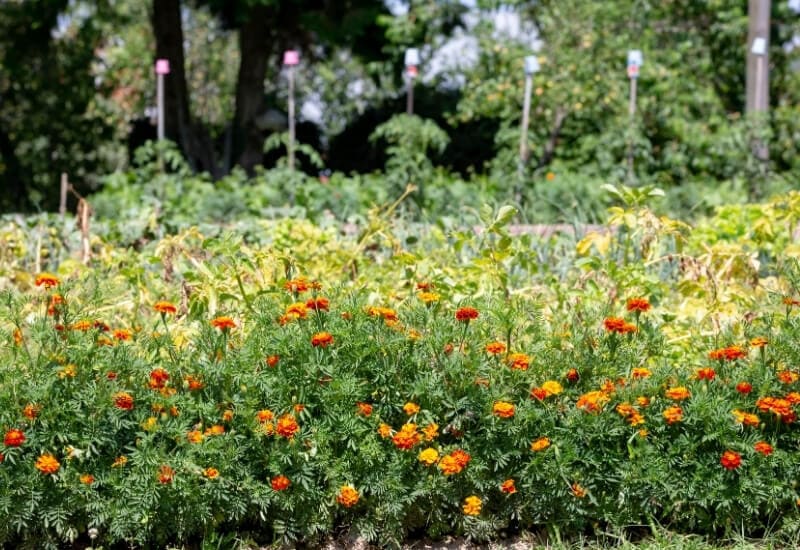 The 10 Benefits of Planting Marigolds in Vegetable Garden