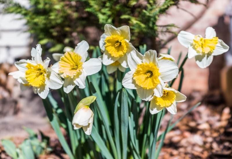 12 Daffodil Varieties For Your Spring Garden