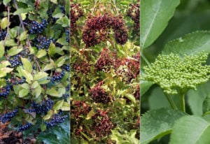 14 Elderberry Varieties That are Perfect for Your Backyard or Landscape