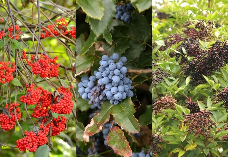 14 Elderberry Varieties to Grow in Your Backyard