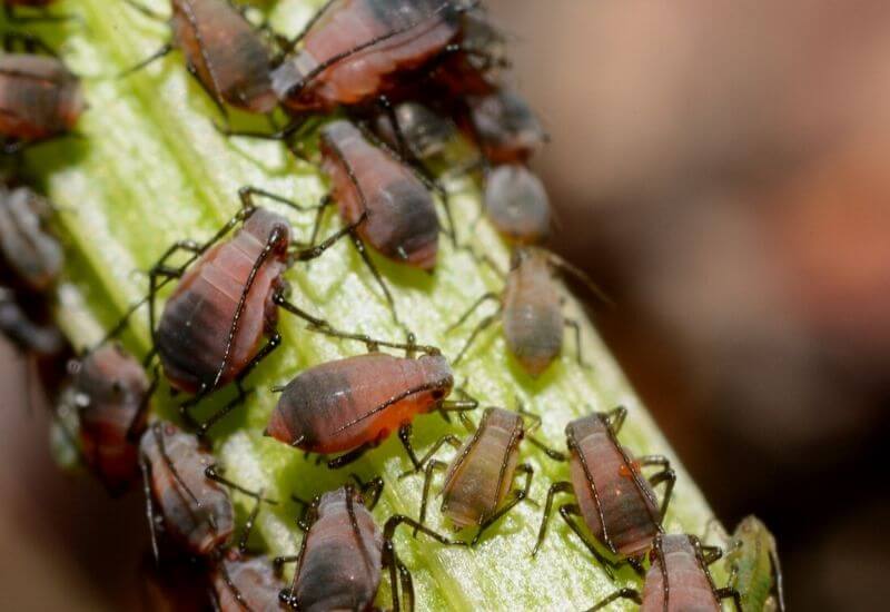 Choosing The Right Method To Get Rid Of Aphids For You