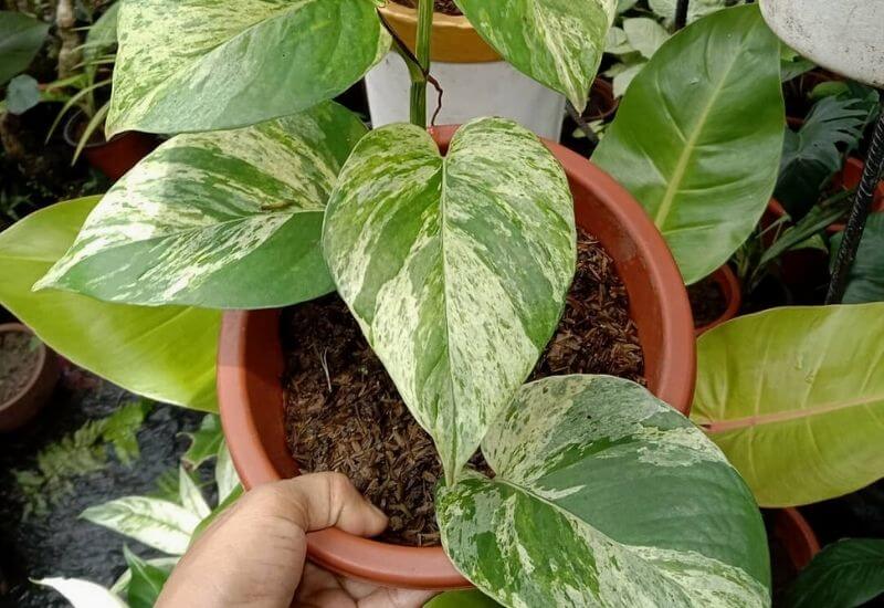 A Step By Step Guide to Marble Queen Pothos Care