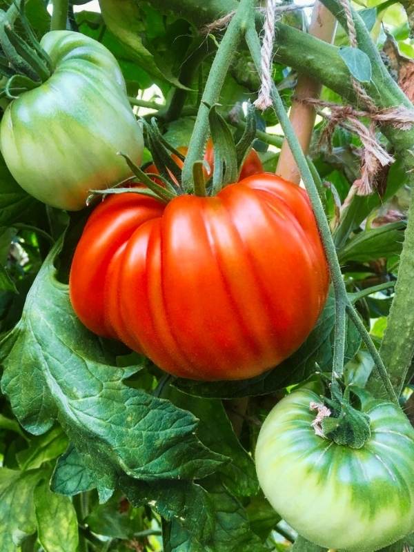 All About Beefmaster Tomatoes