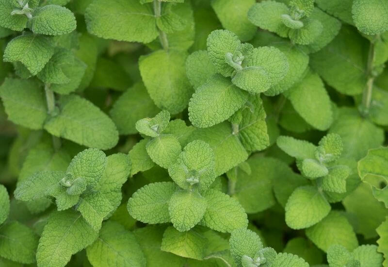 19 Types Of Mint Plants And How To Grow Them In Your Garden And Containers 4 Apple Mint