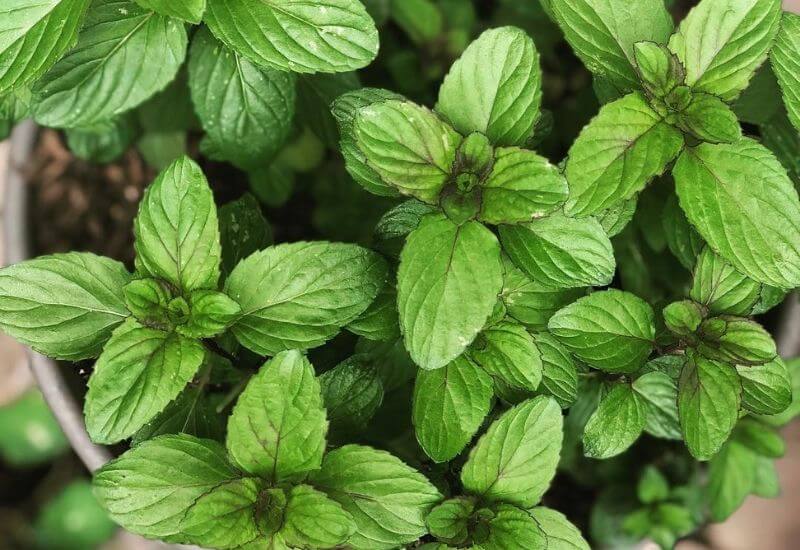19 Types Of Mint Plants And How To Grow Them In Your Garden And Containers 16 Basil Mint