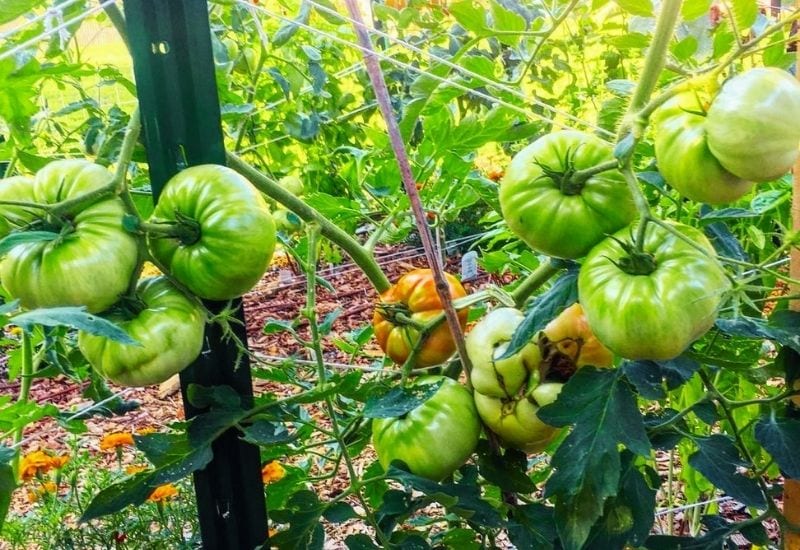 Beefmaster Hybrids – How To Grow Beefmaster Tomato Plants In Your Garden
